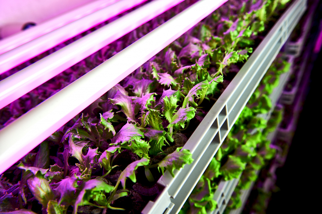 вертикальная ферма.jpg